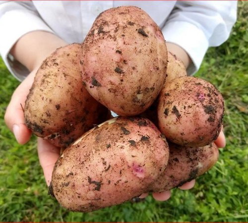 Картофель Любава - сетка 2,5кг.